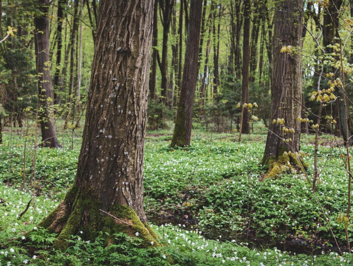 Lesna 21 Dom Poludnie Przy Puszcza Bialowieska Luka 외부 사진