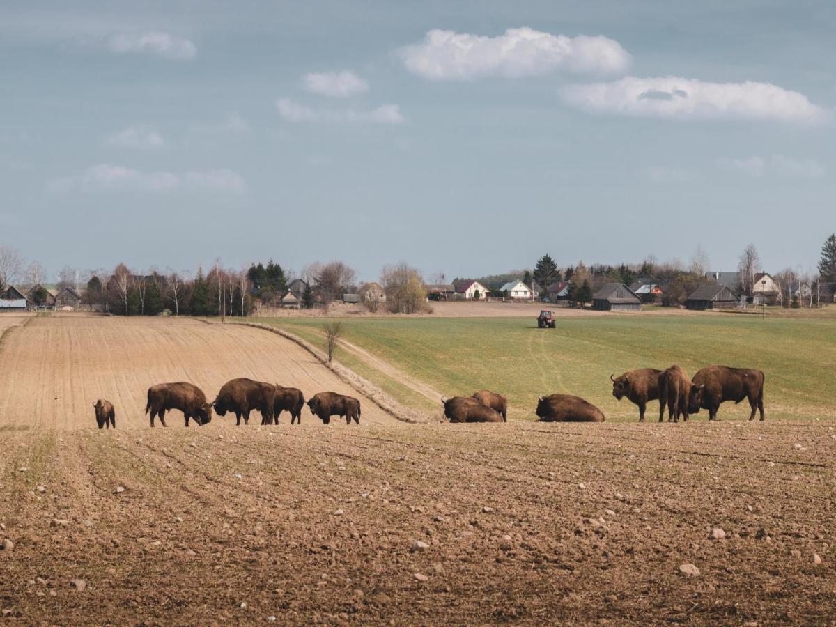 Lesna 21 Dom Poludnie Przy Puszcza Bialowieska Luka 외부 사진